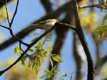 Eastern Crowned Warbler 秩父 Sat, 4/20/2024