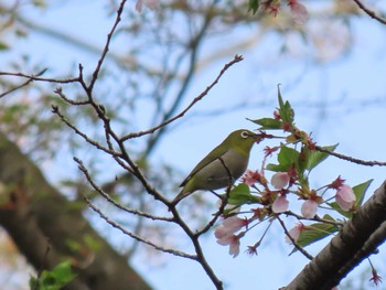 メジロ 自宅近辺 2024年4月17日(水)