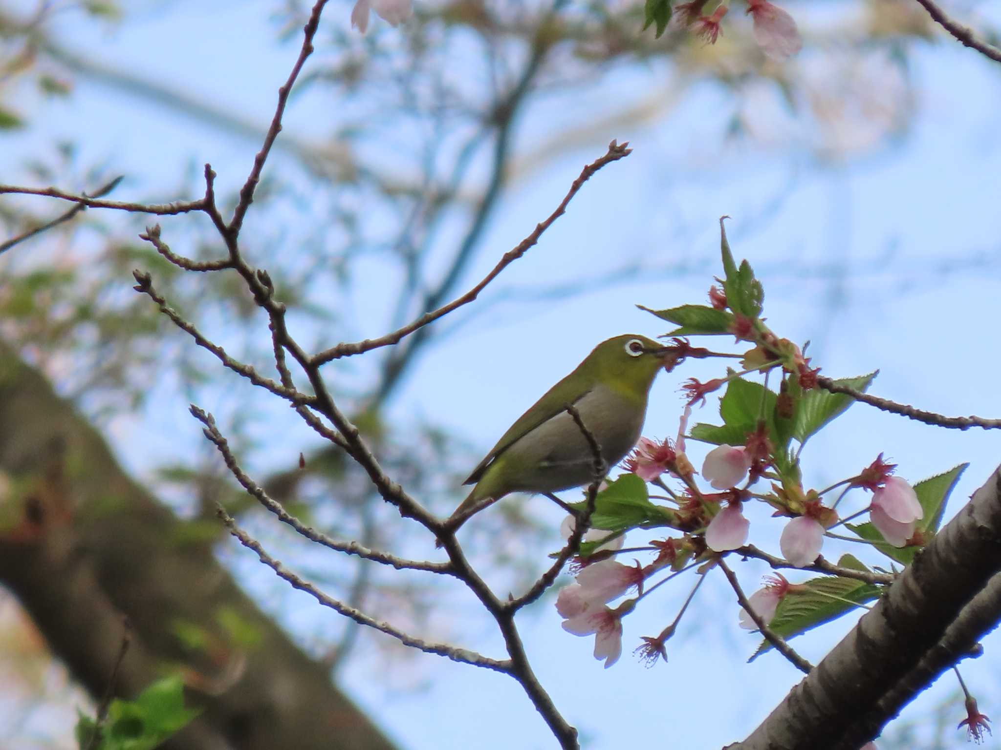 メジロの写真 by K.Sanmiya