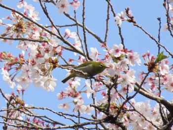 Warbling White-eye 自宅近辺 Wed, 4/17/2024