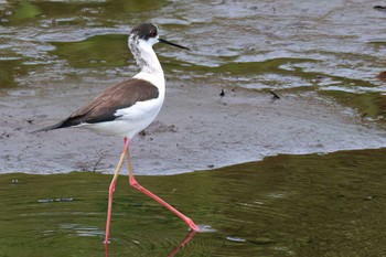 Black-winged Stilt 浮島ヶ原自然公園 Sat, 4/20/2024