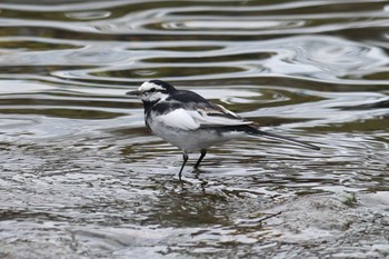 White Wagtail 夙川河川敷緑地(夙川公園) Sun, 3/17/2024