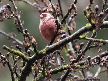 Siberian Long-tailed Rosefinch Hayatogawa Forest Road Sun, 2/18/2024