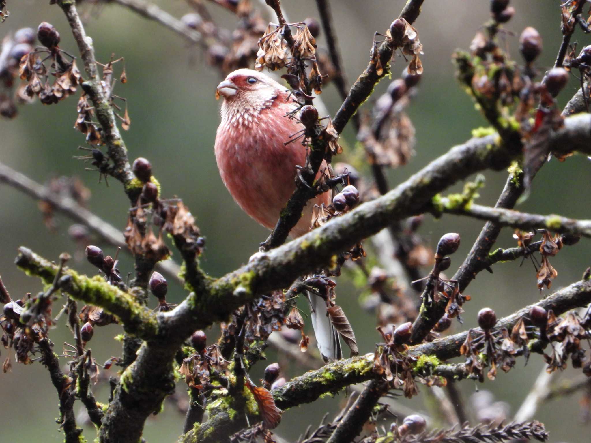 Siberian Long-tailed Rosefinch