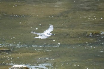 Crested Kingfisher 平成榛原子供のもり公園 Sat, 4/20/2024