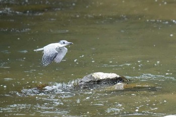 Crested Kingfisher 平成榛原子供のもり公園 Sat, 4/20/2024