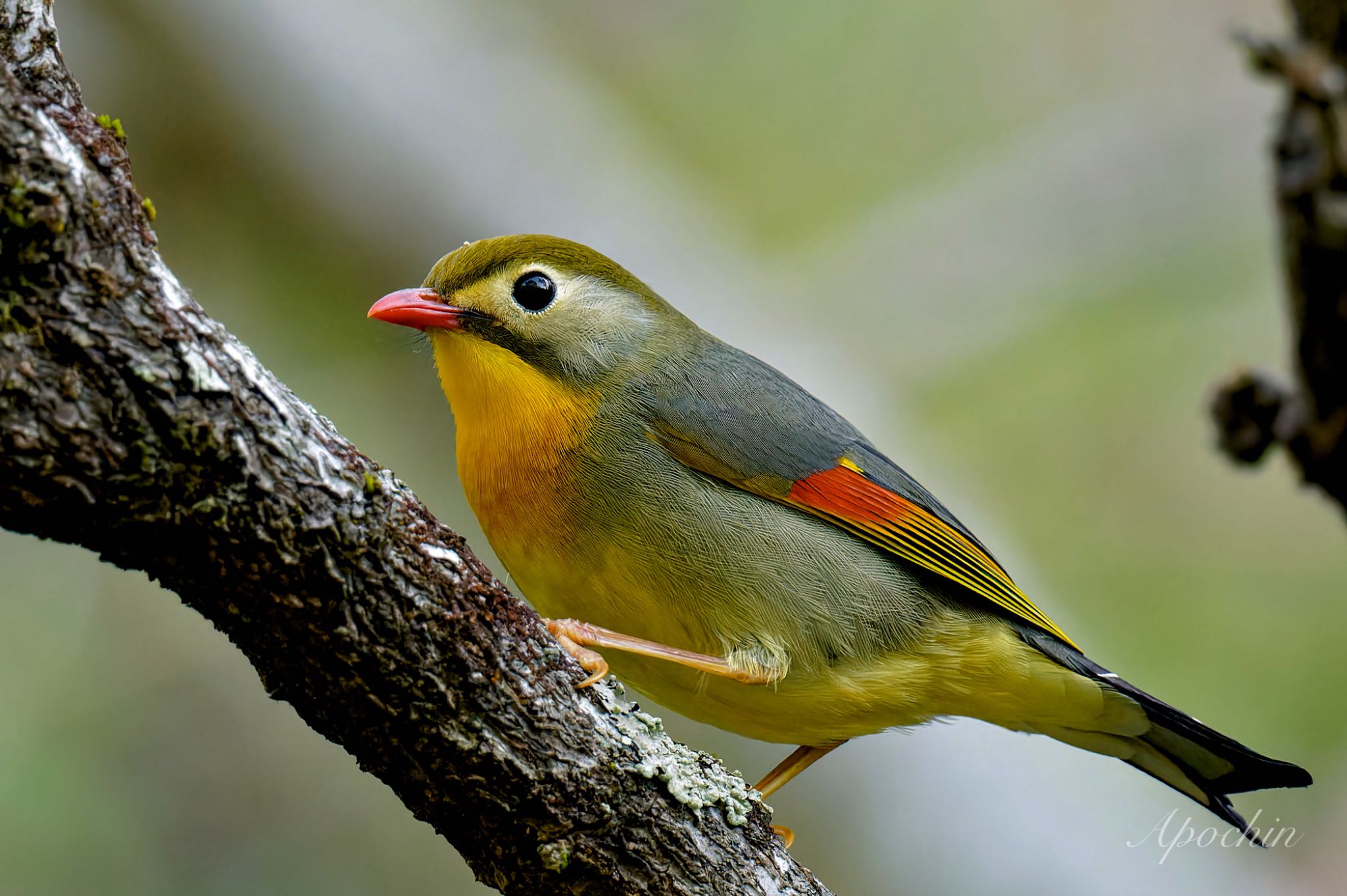 Photo of Red-billed Leiothrix at Hayatogawa Forest Road by アポちん