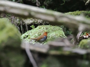 Japanese Robin Hayatogawa Forest Road Sat, 4/20/2024