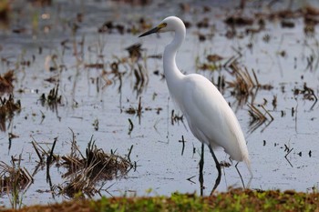 チュウサギ 浮島ヶ原自然公園 2024年4月20日(土)