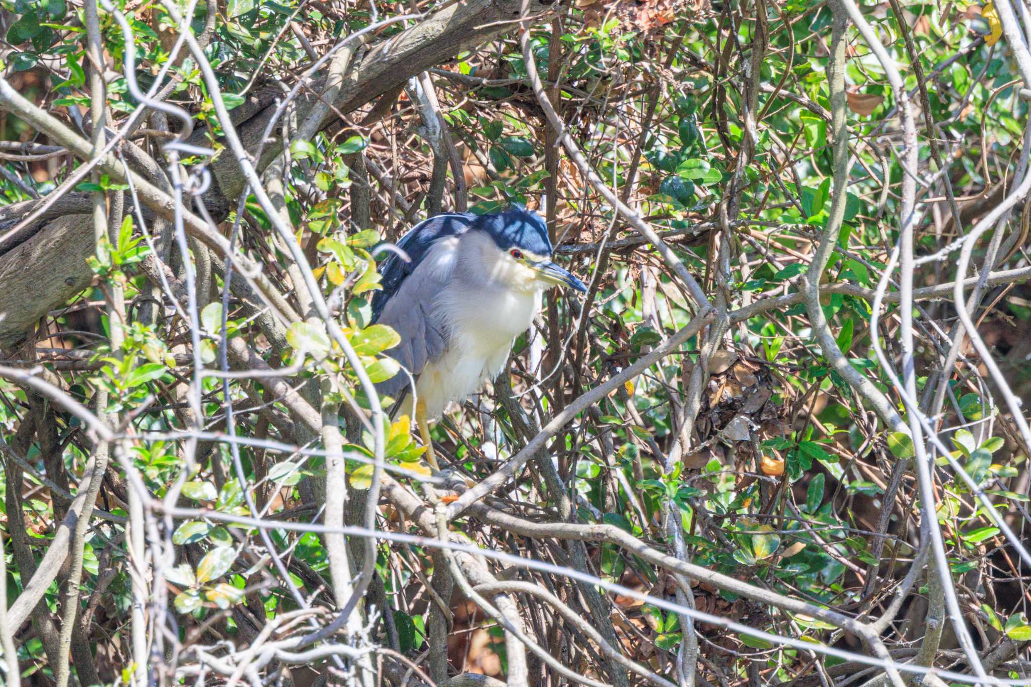 Photo of Black-crowned Night Heron at Akashi Park by ときのたまお