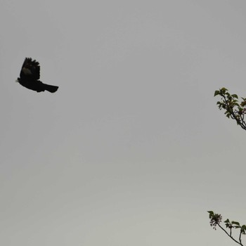 Crested Myna 平戸永谷川(横浜市) Sun, 4/21/2024