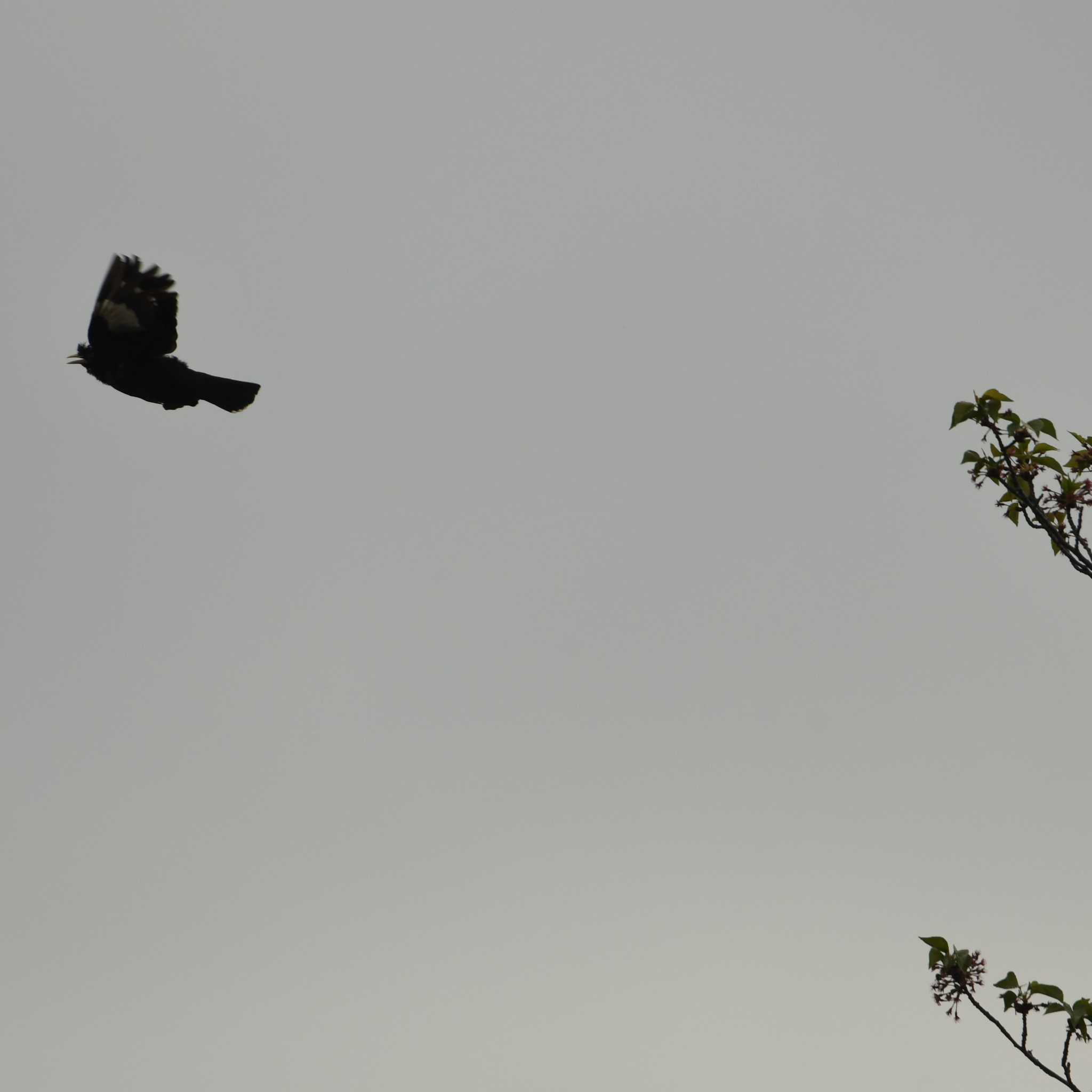 Photo of Crested Myna at 平戸永谷川(横浜市) by エスパシオ