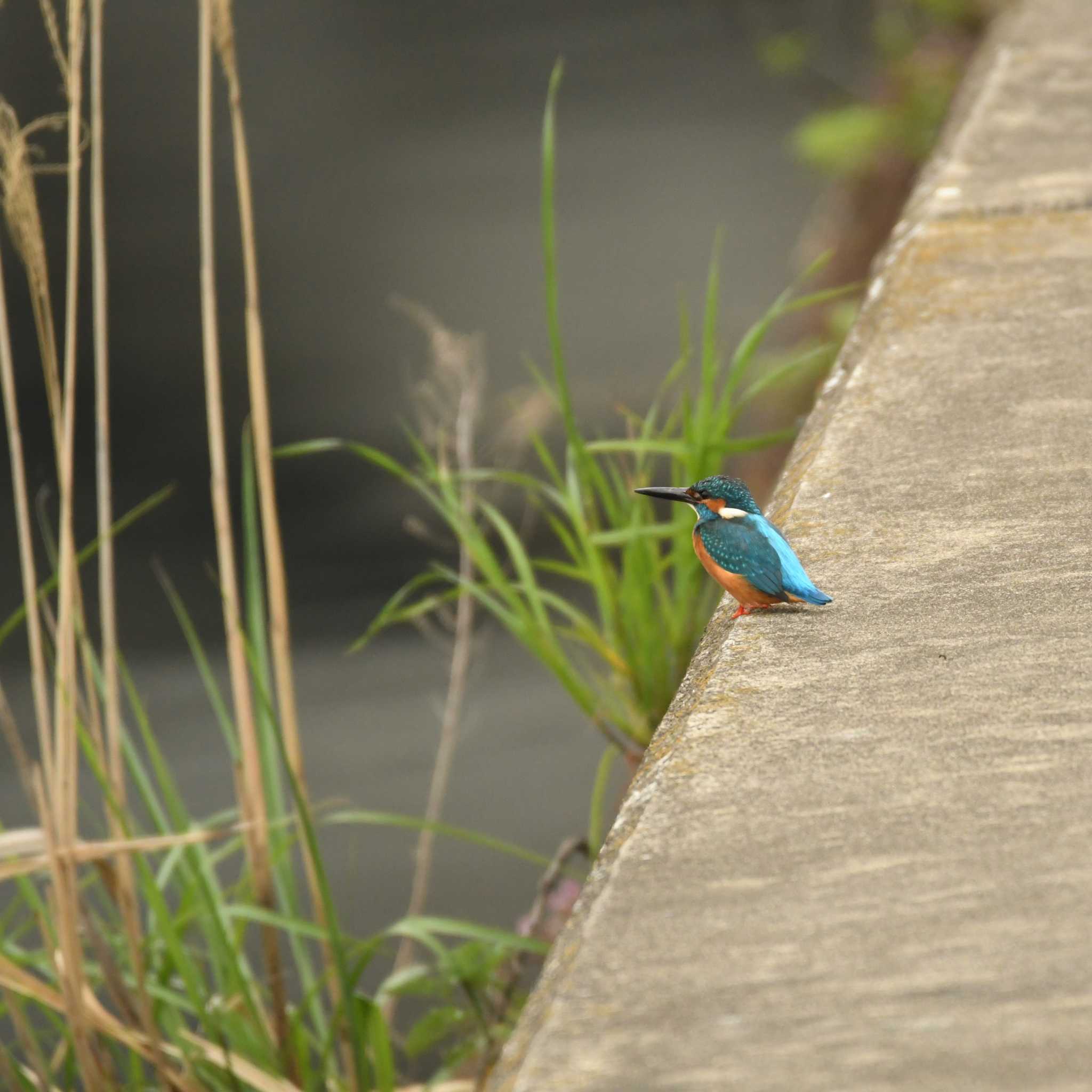 平戸永谷川(横浜市) カワセミの写真 by エスパシオ