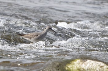 Grey-tailed Tattler 多摩川二ヶ領宿河原堰 Sat, 4/20/2024