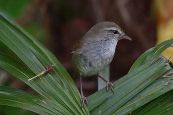 2024年4月20日(土) 多摩川二ヶ領宿河原堰の野鳥観察記録