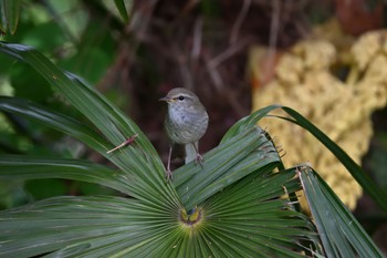 Japanese Bush Warbler 多摩川二ヶ領宿河原堰 Sat, 4/20/2024