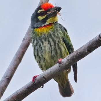 Coppersmith Barbet Tham Pla National Park Sat, 4/6/2024