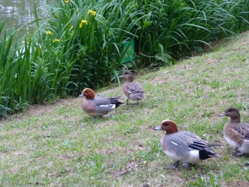 ヒドリガモ じゅん菜池緑地(蓴菜池緑地) 2024年4月21日(日)