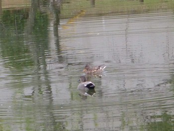 オカヨシガモ じゅん菜池緑地(蓴菜池緑地) 2024年4月21日(日)