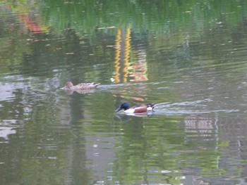 ハシビロガモ じゅん菜池緑地(蓴菜池緑地) 2024年4月21日(日)