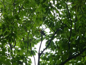 2024年4月21日(日) じゅん菜池緑地(蓴菜池緑地)の野鳥観察記録