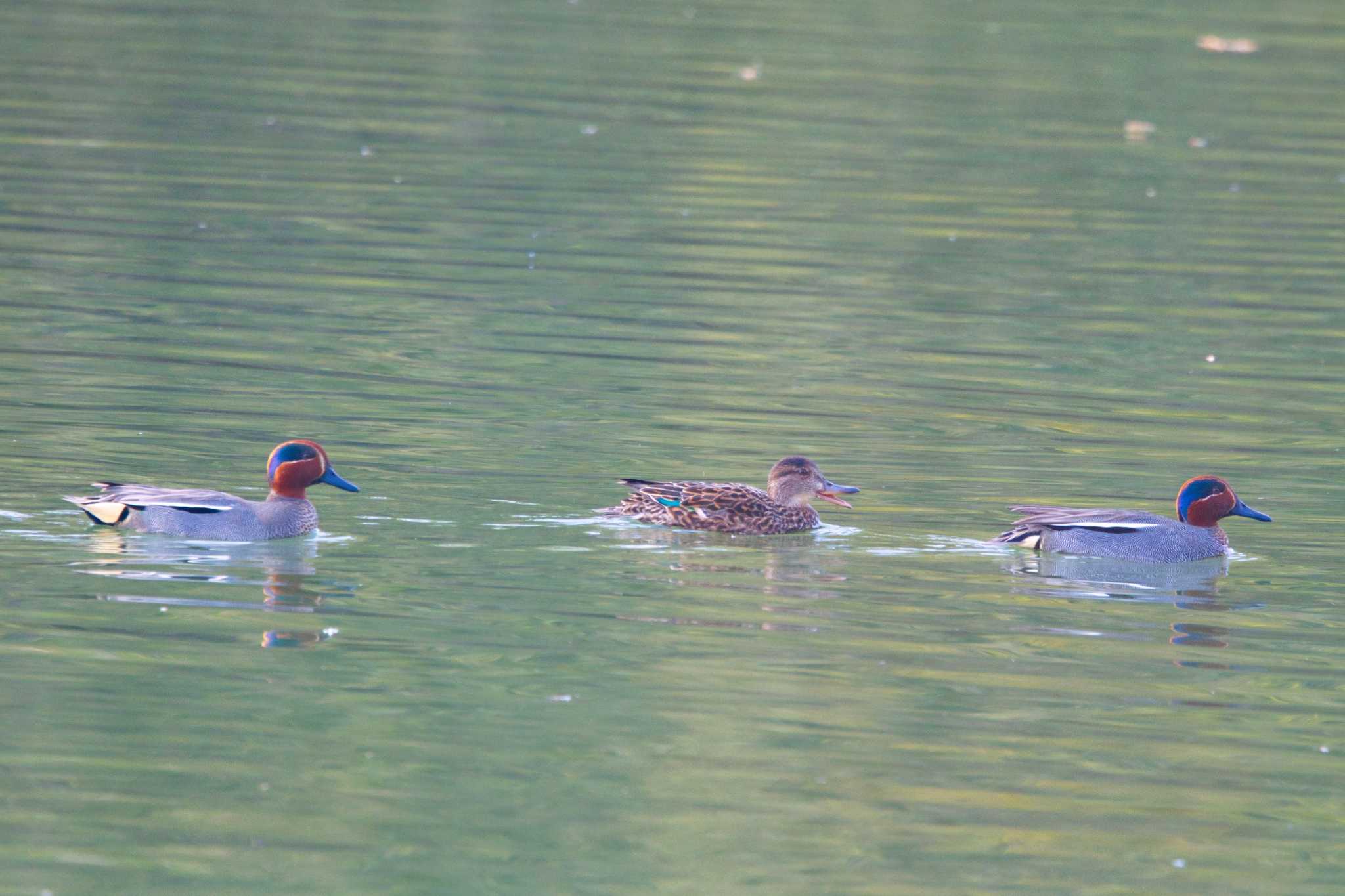 Photo of Eurasian Teal at 奈良 馬見丘陵公園、葛下川 by アカウント15049