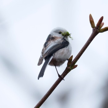 Long-tailed tit(japonicus) Makomanai Park Sun, 4/21/2024