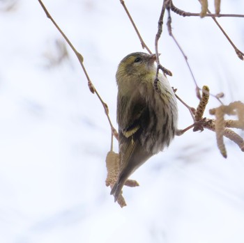 Eurasian Siskin Makomanai Park Sun, 4/21/2024