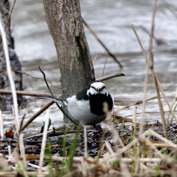 White Wagtail Makomanai Park Sun, 4/21/2024