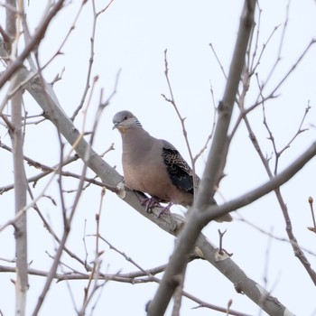 Oriental Turtle Dove Makomanai Park Sun, 4/21/2024