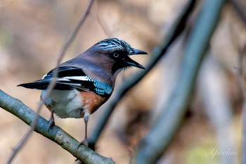 Eurasian Jay Hayatogawa Forest Road Sat, 4/20/2024