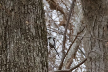 Long-tailed tit(japonicus) Unknown Spots Sun, 4/21/2024