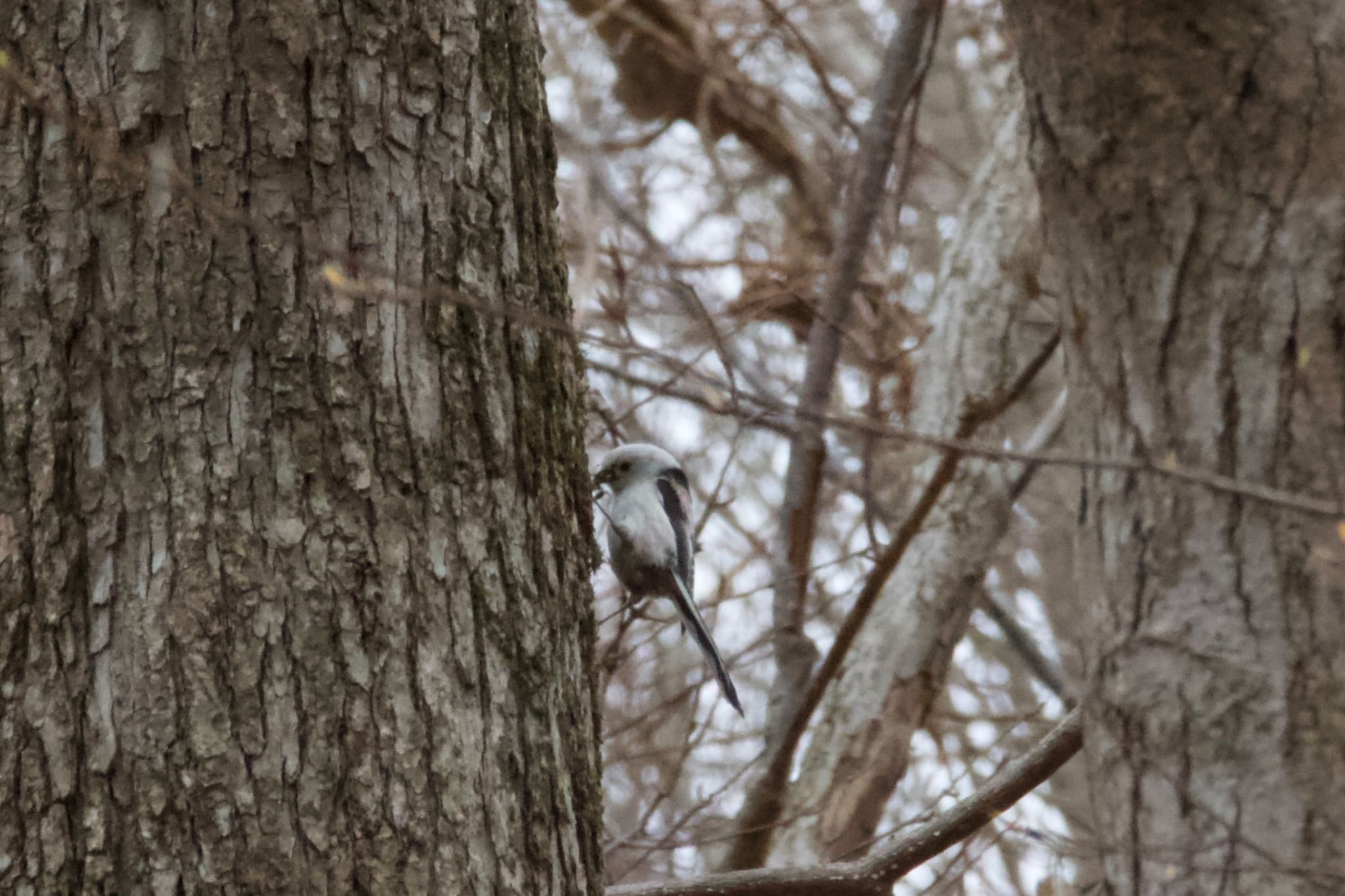 Photo of Long-tailed tit(japonicus) at  by シロハラゴジュウカラ推し