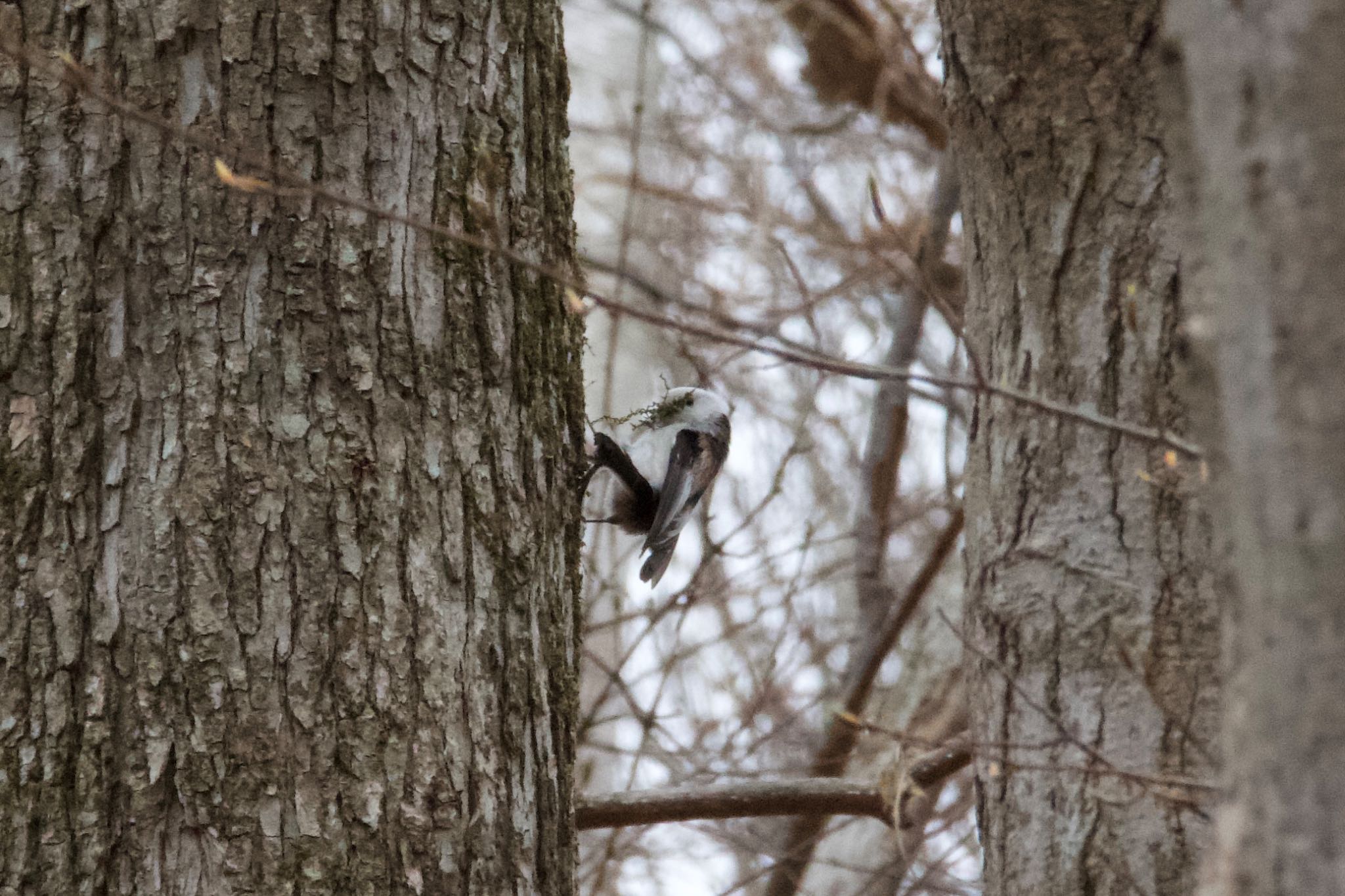 Photo of Long-tailed tit(japonicus) at  by シロハラゴジュウカラ推し