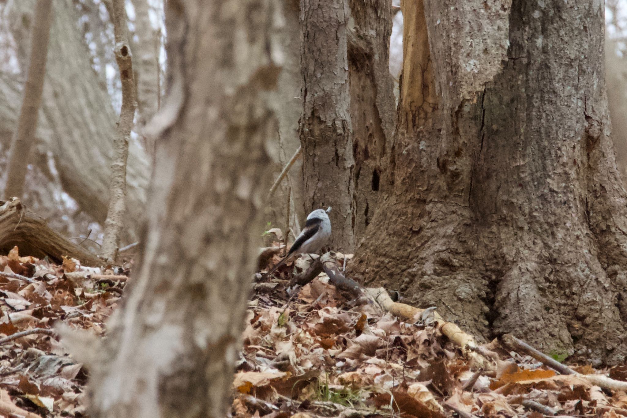 Photo of Long-tailed tit(japonicus) at  by シロハラゴジュウカラ推し