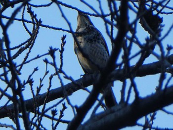 2018年12月28日(金) 明治神宮北池の野鳥観察記録