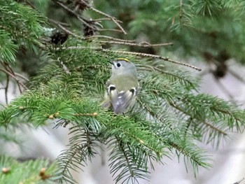 キクイタダキ 西岡公園(西岡水源地) 2024年4月21日(日)