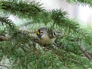 Goldcrest Nishioka Park Sun, 4/21/2024