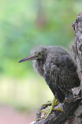 Striated Heron Wachirabenchathat Park(Suan Rot Fai) Wed, 4/17/2024