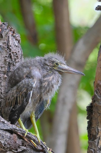 Striated Heron Wachirabenchathat Park(Suan Rot Fai) Wed, 4/17/2024