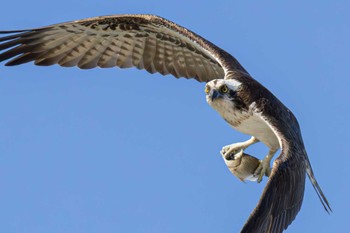 Osprey 愛知県 Thu, 3/21/2024