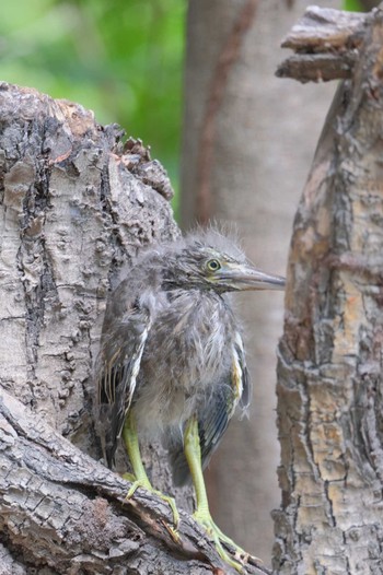 Striated Heron Wachirabenchathat Park(Suan Rot Fai) Wed, 4/17/2024