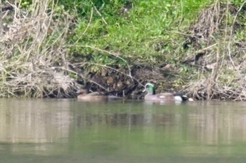 American Wigeon Unknown Spots Tue, 4/16/2024