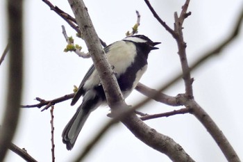 シジュウカラ 京都御苑 2024年4月18日(木)