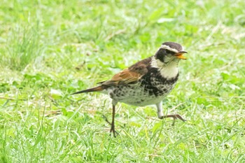 Dusky Thrush Kyoto Gyoen Thu, 4/18/2024