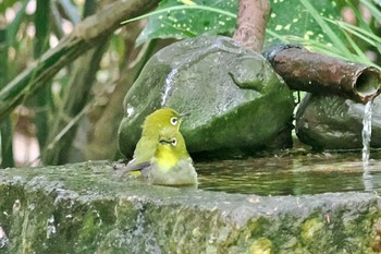 Warbling White-eye Kyoto Gyoen Thu, 4/18/2024