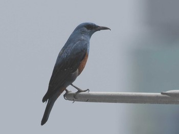 Blue Rock Thrush 藤沢市 Sun, 4/21/2024