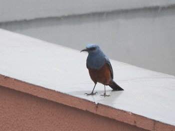 Blue Rock Thrush 藤沢市 Sun, 4/21/2024