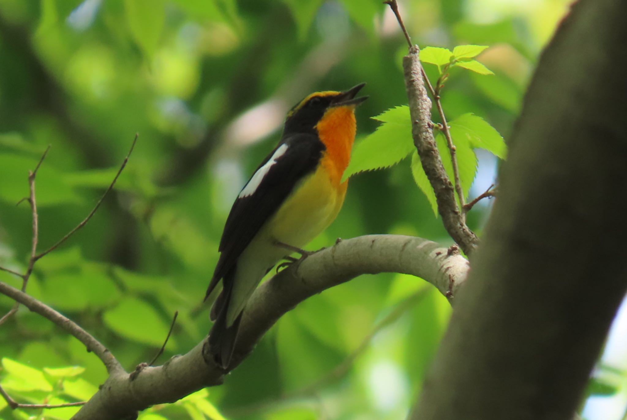 Photo of Narcissus Flycatcher at Akigase Park by ネリマバーダー