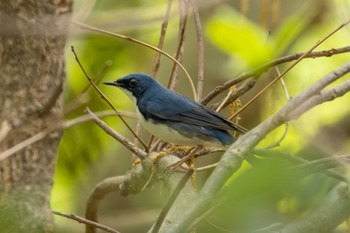 Siberian Blue Robin 芦屋市総合公園 Sat, 4/20/2024